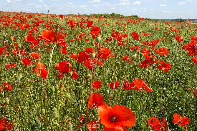 Australian and New Zealand Battlefield Day Tour in the Somme from Lille or Arras - Introduction