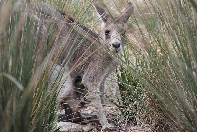 Australian Experience at Werribee Open Range Zoo - excl. entry - What to Expect at Werribee Open Range Zoo: The Itinerary