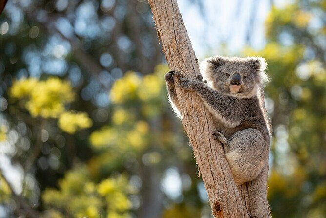 Australian Experience at Werribee Open Range Zoo - excl. entry - The Practical Side: Cost, Duration, and Group Size