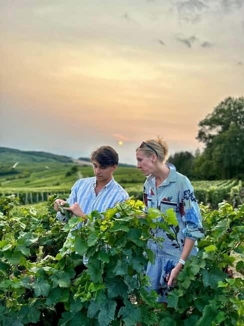 Authentic Champagne Tour: 3 vineyards, 10 Tastings & Lunch - The Day in Detail