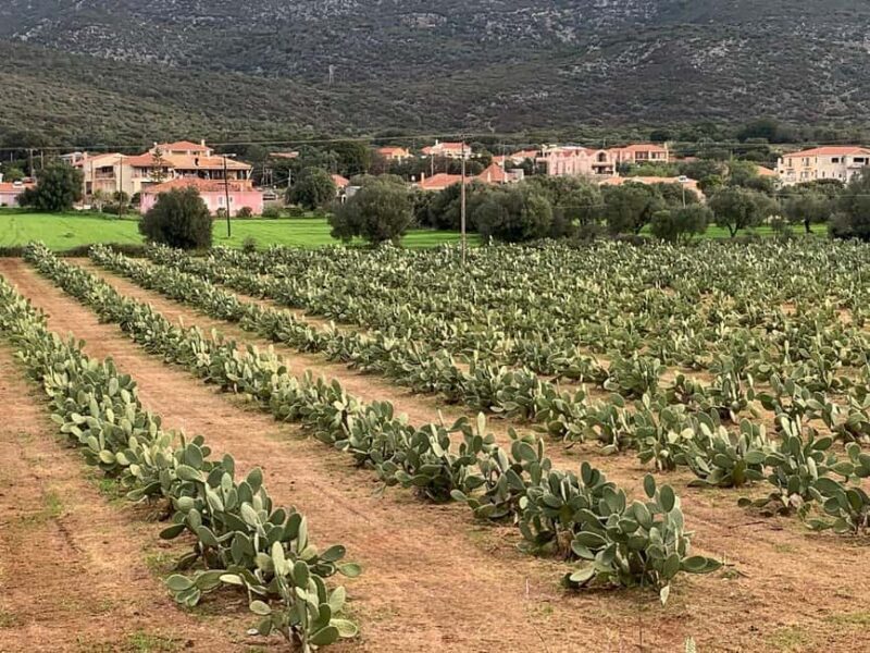 Authentic Kefalonia: Honey, OliveOil & Farm-to-Table Cooking - Key Points