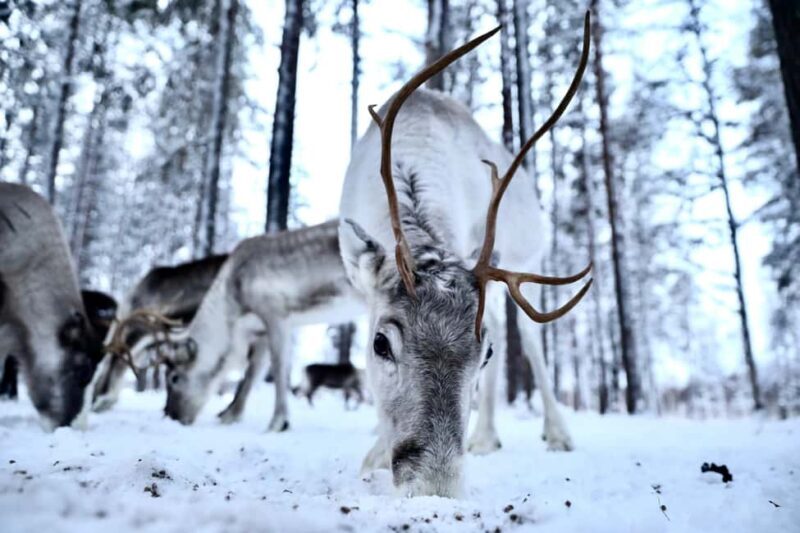 Authentic Reindeer Experience with Private Transportation - The Experience: What to Expect from Start to Finish
