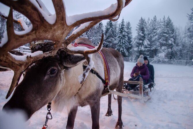 Authentic Reindeer Farm Experience in Rovaniemi - Who Will Love This Tour?