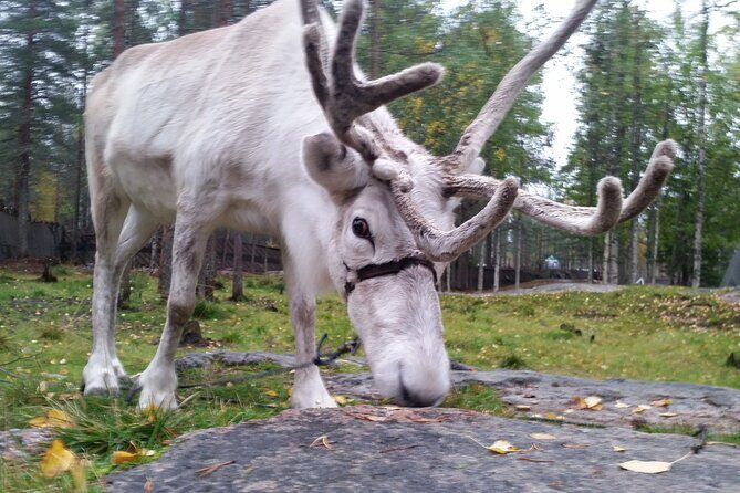 Authentic Reindeer Farm Experience in Rovaniemi - Final Thoughts