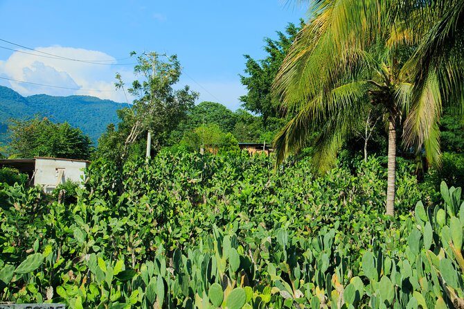 Authentic Rural Mexican Experience Adventure - FAQ