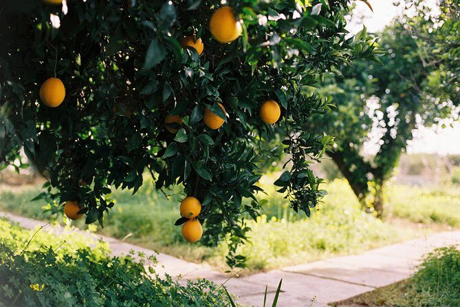 Authentic Valencian Paella Cooking Class - Final Thoughts