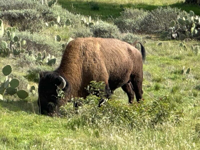 Avalon, Catalina Island: 2-Hour Inside Adventure Tour - An Honest Look at the Inside Adventure Tour