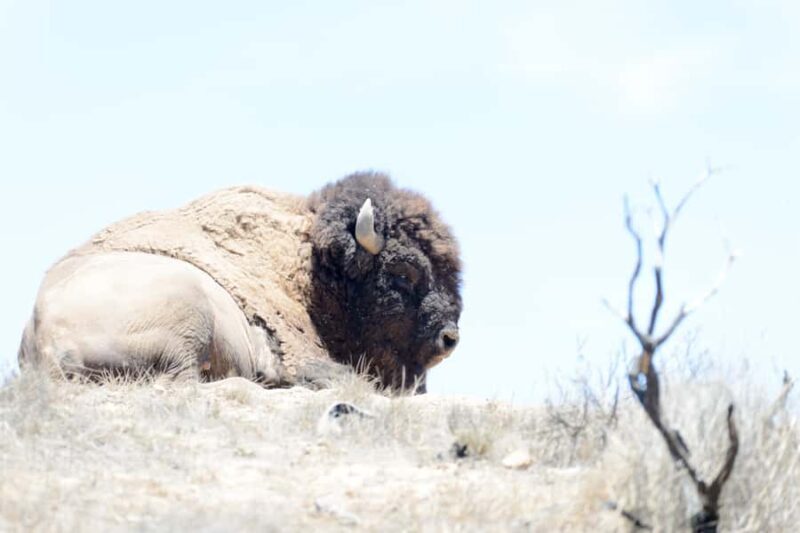 Avalon, Catalina Island: 2-Hour Inside Adventure Tour - In The Sum Up