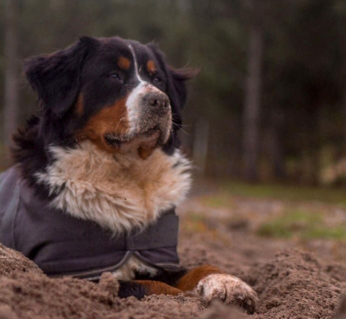 Aveiro: Horseback Riding at a Pedagogical Farm - The Experience in Detail