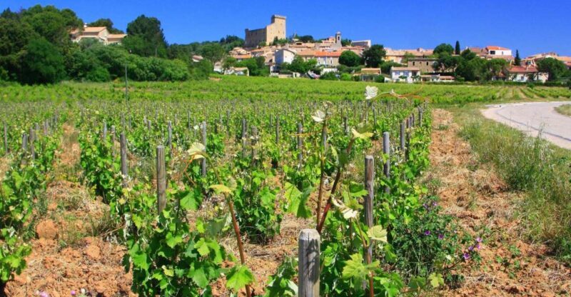 Avignon: Full-Day Wine Tour around Châteauneuf-du-Pape - What to Expect from This Full-Day Wine Tour
