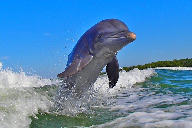 Avi's Premium Dolphin Tour by Jet Ski - Final Thoughts