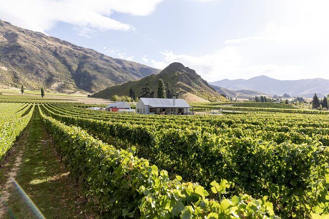 Award Winning Premium Wine Tour Queenstown Tasting at 4 Wineries - An In-Depth Look at the Queenstown Wine Tour