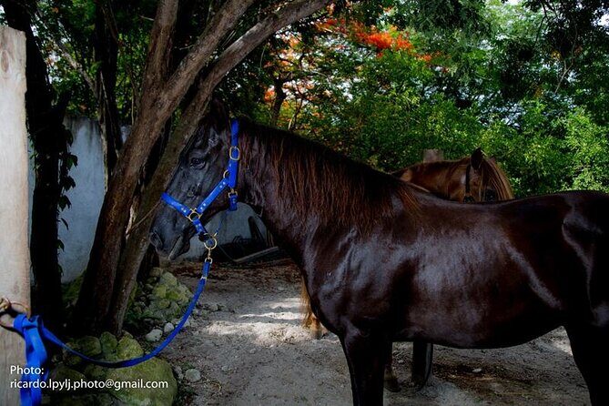 Award-winning Private Classic Horseback Ride - FAQ