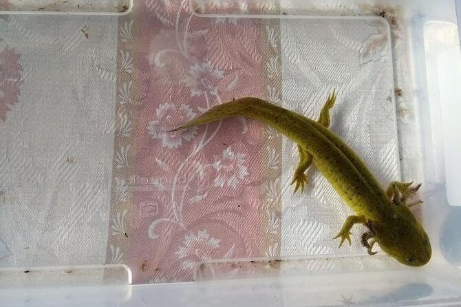 Axolotl Tour from CDMX - An In-Depth Look at the Axolotl Tour Experience