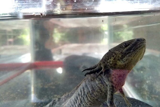 Axolotl Tour from CDMX - FAQs