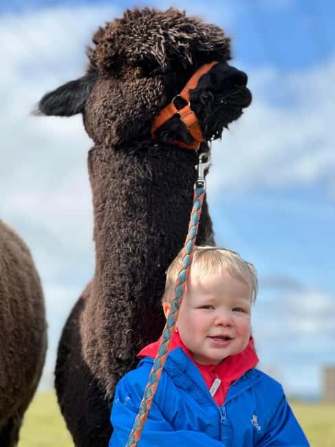 Ayrshire: Alpacas of Scotland Entry Ticket - Key Points
