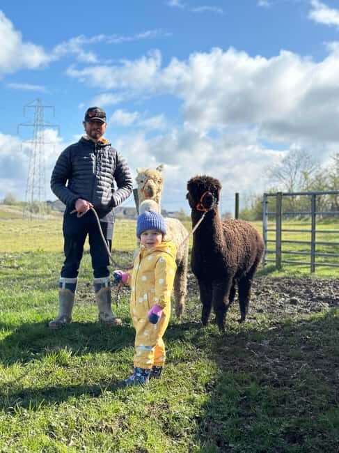Ayrshire: Alpacas of Scotland Entry Ticket - The Experience in Practice: A Walkthrough