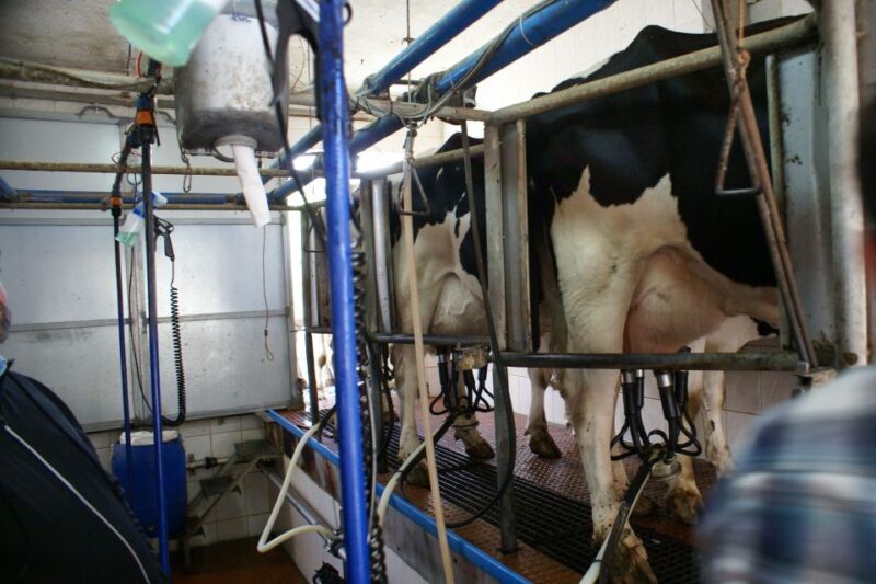 Azores: Day at the Farm with Traditional Lunch - Key Points