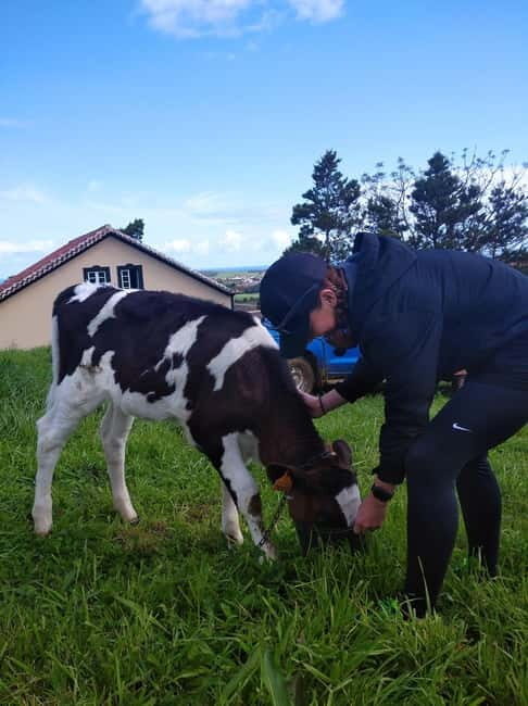 Azores: Half-Day Dairy Farm Tour - FAQs About the Azores Dairy Farm Tour