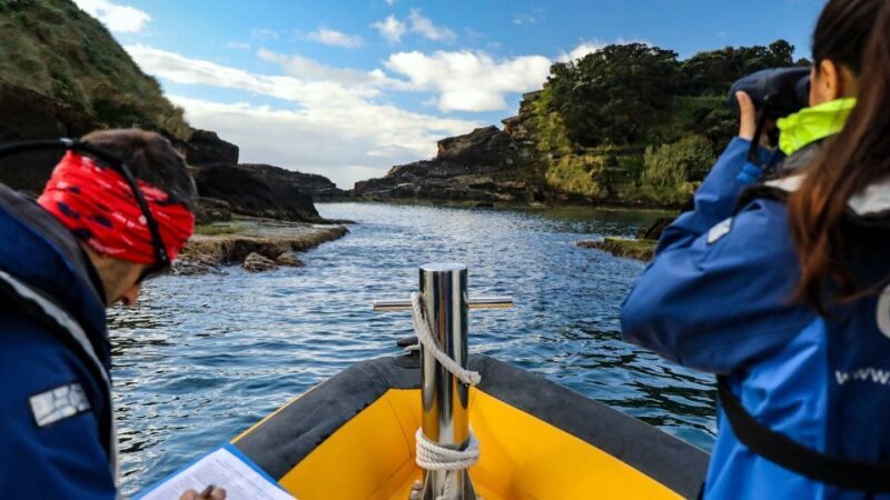 Azores Marine Birdwatching Expedition w/ Biologist Guide - What is the Azores Marine Birdwatching Expedition?