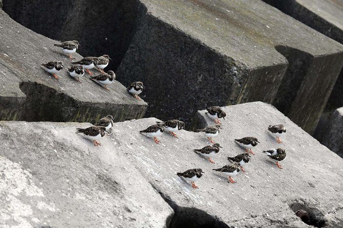 Azores Marine Birdwatching Expedition w/ Biologist Guide - What to Expect on the Marine Birdwatching Expedition