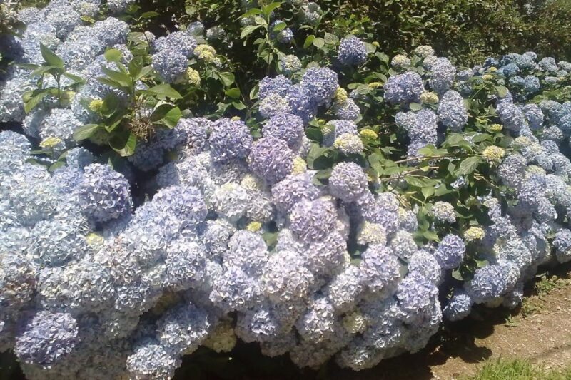 Azores: Sete Cidades Scenic Jeep Tour from Ponta Delgada - Exploring the Azores: Sete Cidades Scenic Jeep Tour from Ponta Delgada