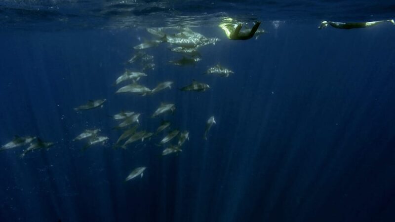 Azores: Swim with Dolphins Atlantic Experience - Who Should Consider This Tour?