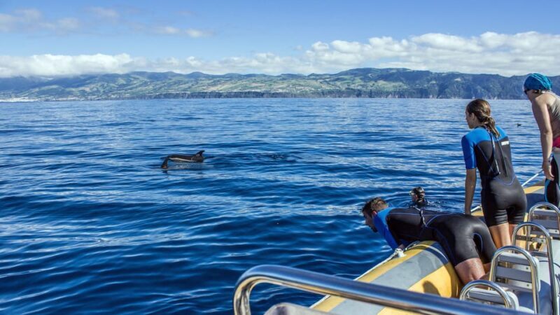 Azores: Swim with Dolphins Atlantic Experience - The Sum Up