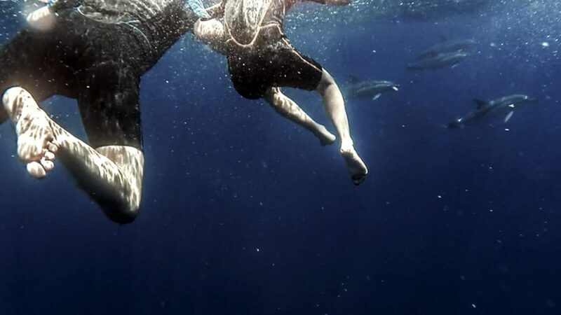 Azores: Swim with Dolphins Atlantic Experience - FAQ