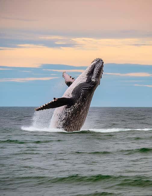 Azores: Whale Watching & Islet Boat Tour w/ Marine Biologist - Final Thoughts: Is This Tour Right for You?
