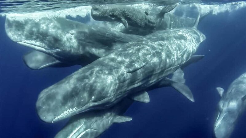 Azores: Whale Watching & Islet Boat Tour w/ Marine Biologist - Frequently Asked Questions