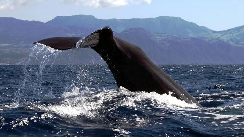 Azores: Whale Watching & Islet Boat Tour w/ Marine Biologist - The sighting guarantee: a safety net worth reading