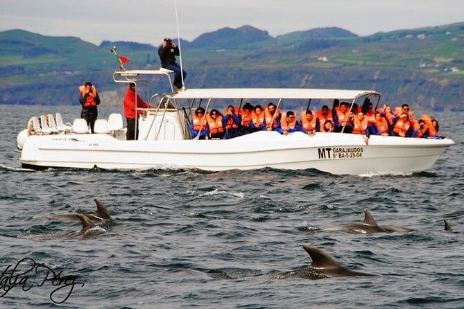 Azores Whale Watching Tour  Ponta Delgada - What to Expect from the Azores Whale Watching Tour