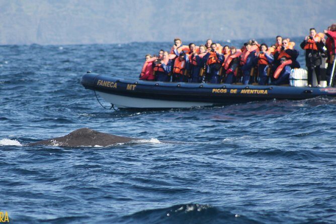 Azores Whale Watching Tour  Ponta Delgada - FAQs