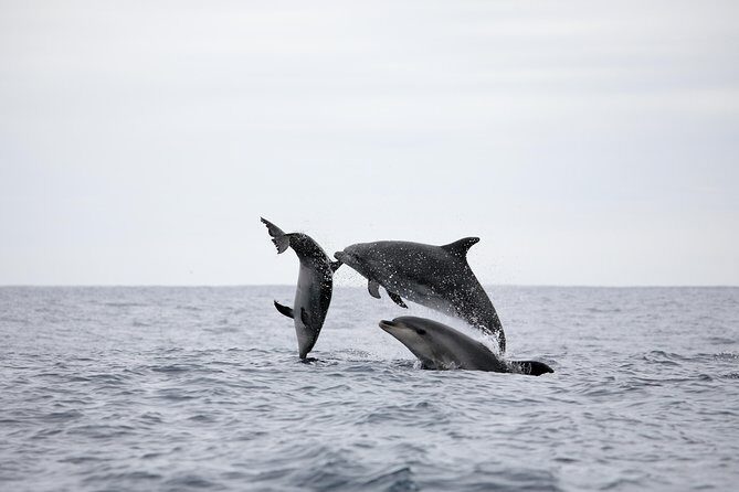 Azores Whale Watching Tour – Ponta Delgada - Final Thoughts: Is This Tour Worth Your Time and Money?