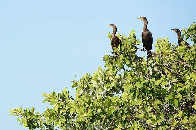 Aztec Temazcal Experience & Jungle Coyuca Lagoon &Turtle Release - What Do Travelers Say?
