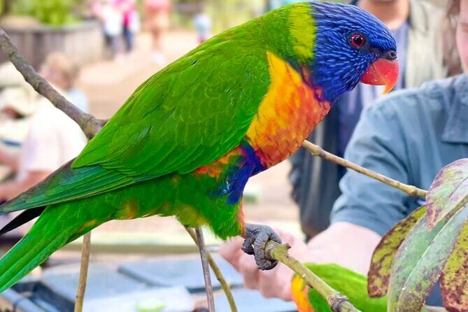 Baby Animals, Boomerangs and BBQ Lunch - Introduction: What’s this tour all about?