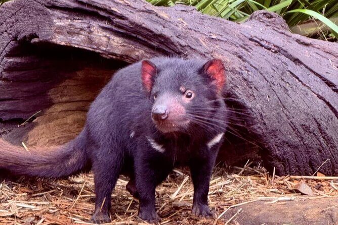 Baby Animals, Boomerangs and BBQ Lunch - What Makes This Tour Stand Out?