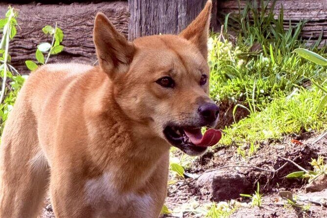 Baby Animals, Boomerangs and BBQ Lunch - FAQ: All Your Questions Answered