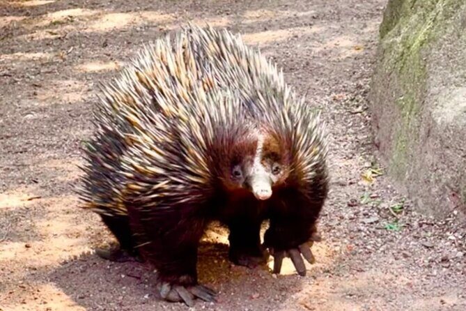 Baby Animals, Boomerangs and BBQ Lunch - Final Thoughts