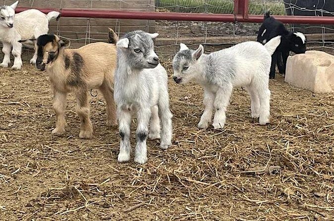 Baby Goat Cuddling and Wine Tour - Authentic Traveler Insights