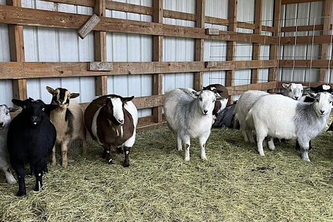 Baby Goat Cuddling and Wine Tour - Final Thoughts