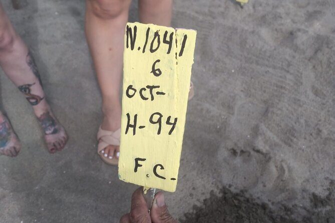 Baby Sea Turtle Releasing Sightseeing Tour with Luis de la Maza - A Closer Look at the Experience