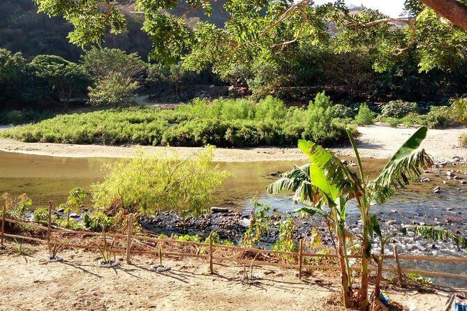 Baby sea turtles camp - The Challenges and Downsides