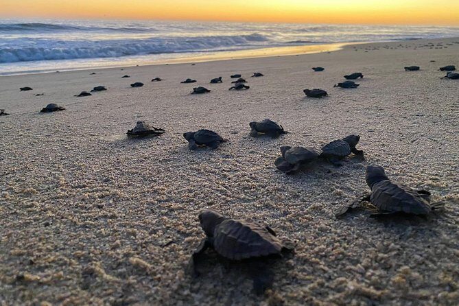 Baby Turtle Release in Coyote Escobilla Beach - What Is the Baby Turtle Release Tour in Huatulco?