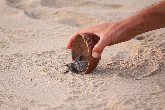 Baby Turtle Release Tour + Pick up + Courtesy in Puerto Escondido! - Final Thoughts
