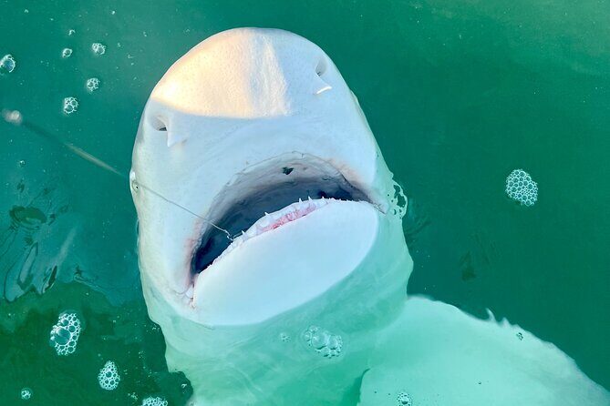 Backcountry Half Day Fishing Key West - The Booking Process and Flexibility