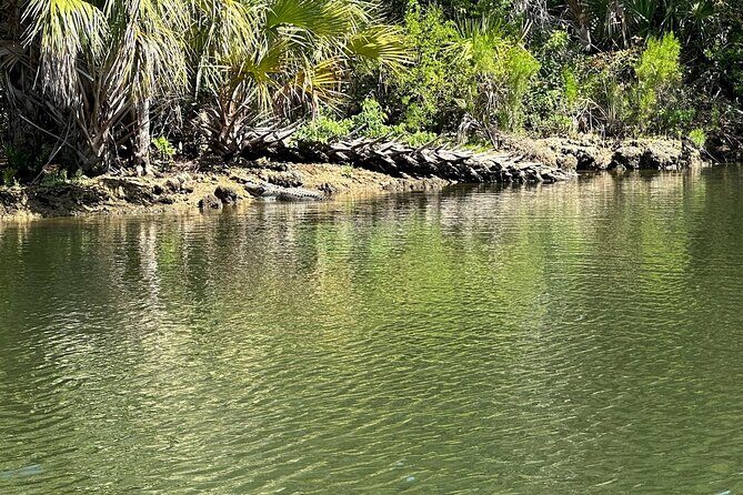 Backland Alligator Electric Paddle Tour - What to Expect from the Tour Itself