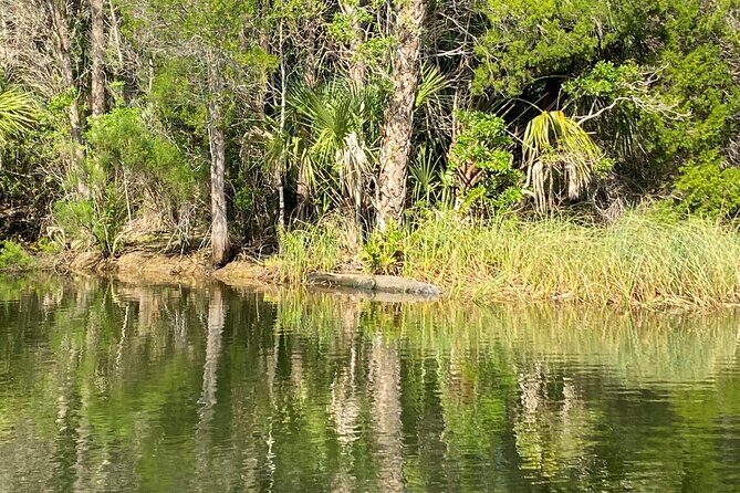 Backland Alligator Electric Paddle Tour - The Experience and Its Value