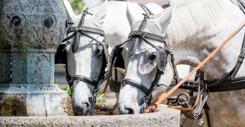 Baden-Baden: Private Walking Tour With A Professional Guide - What We Loved and What to Watch Out For